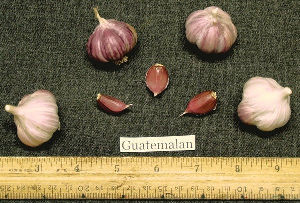 Knoflook 'Guatemalan Ikeda'