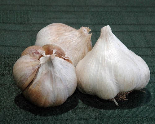 Knoflook 'Inchelium Red'