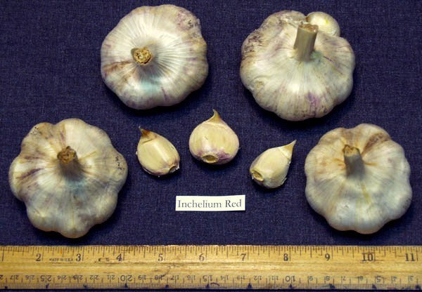 Knoflook 'Inchelium Red'
