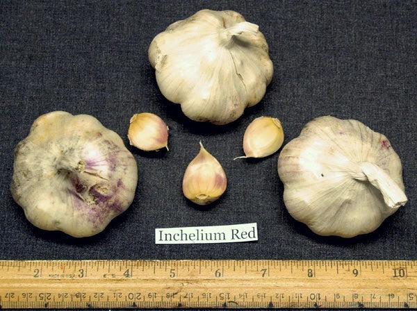 Knoflook 'Inchelium Red'