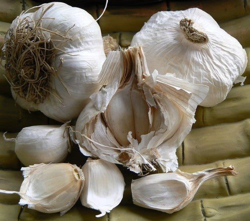 Knoflook 'Messidor'