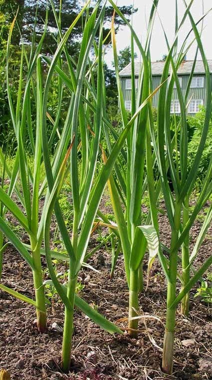 Knoflook 'Messidor'