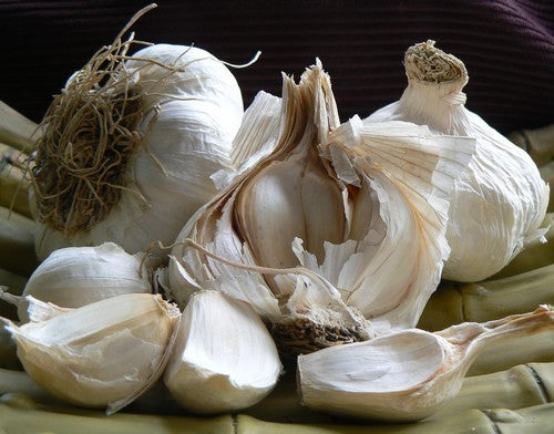 Knoflook 'Messidor'