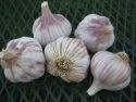 Garlic 'Lotus'