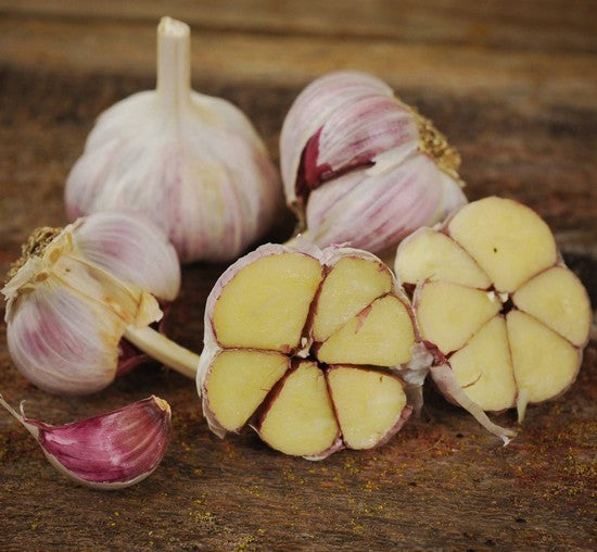 Knoflook 'Moroccan'