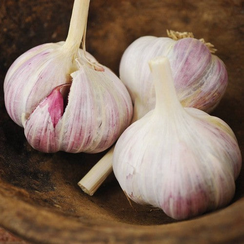 Knoflook 'Moroccan'