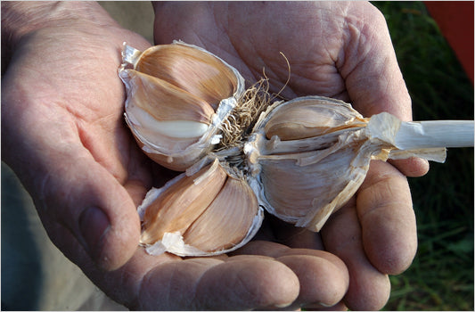Knoflook 'Polish White' / 'Polen'