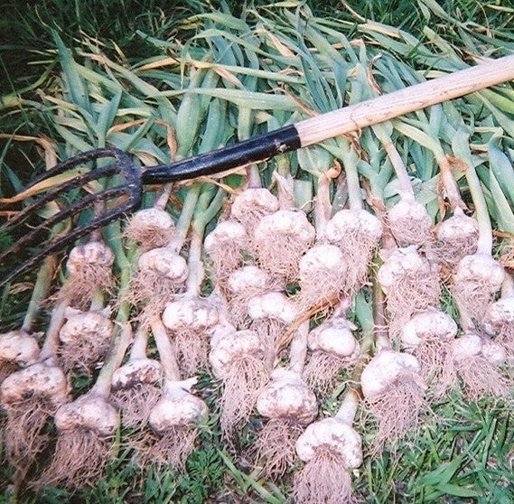 Garlic 'Polish White' / 'Poland'