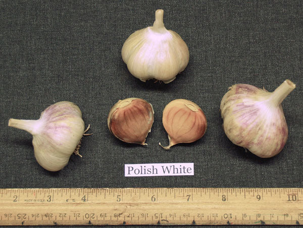 Garlic 'Polish White' / 'Poland'