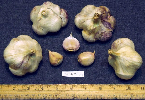 Garlic 'Polish White' / 'Poland'
