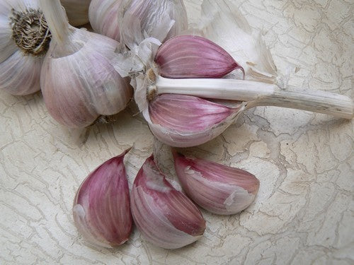 Knoflook 'Rosso Di Sulmona' / 'Red of Sulmona'