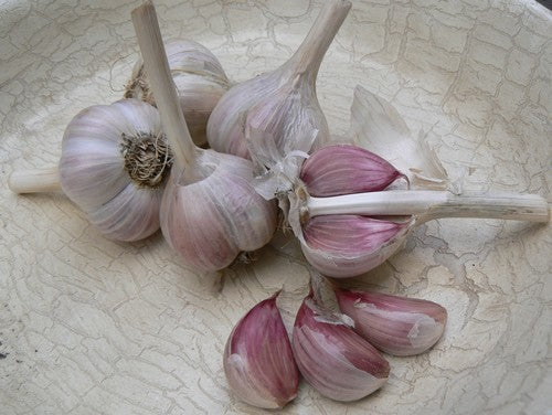 Knoflook 'Rosso Di Sulmona' / 'Red of Sulmona'