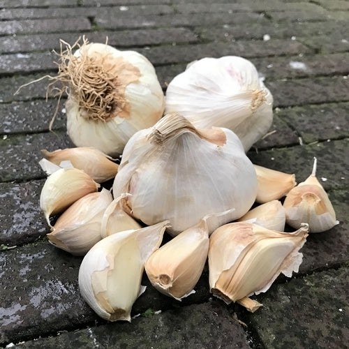 Knoflook 'Sabagold' / 'Sabadrome'