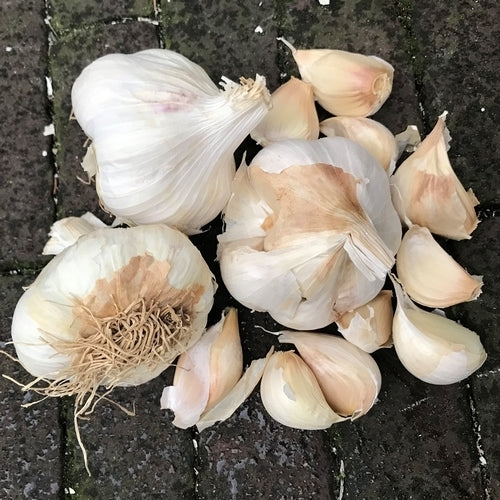 Knoflook 'Sabagold' / 'Sabadrome'