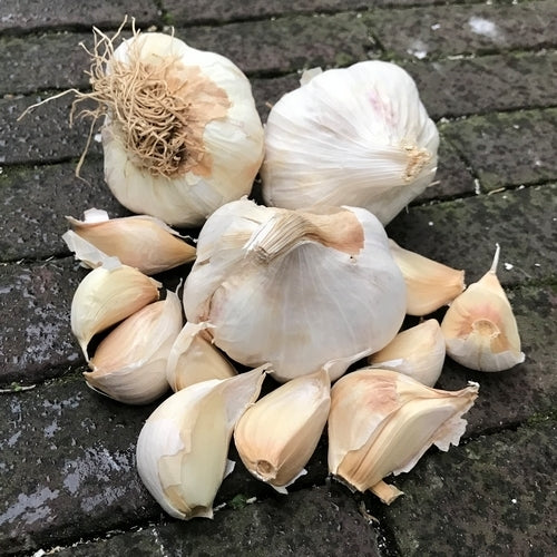 Knoflook 'Sabagold' / 'Sabadrome'