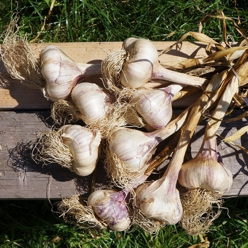 Knoflook 'Sabagold' / 'Sabadrome'