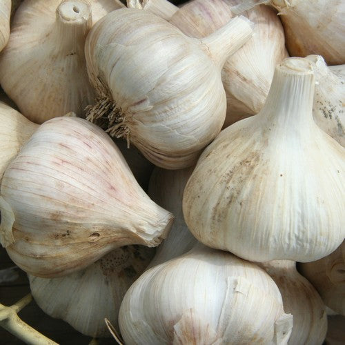 Knoflook 'Simonetti'