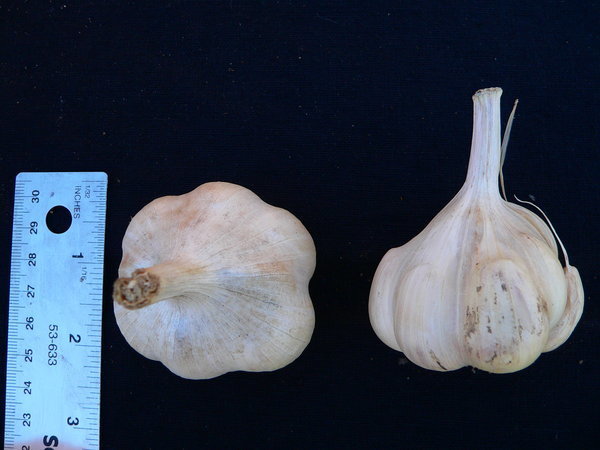 Knoflook 'Sweet Haven'