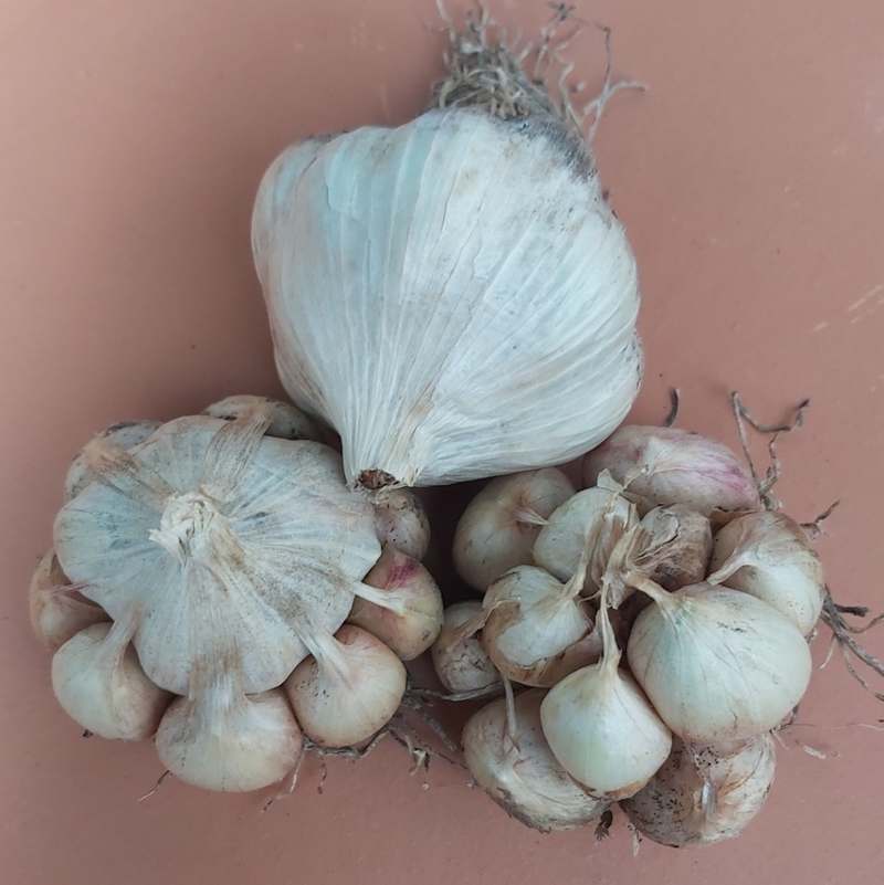 Knoflook 'Süd-est-Rouge