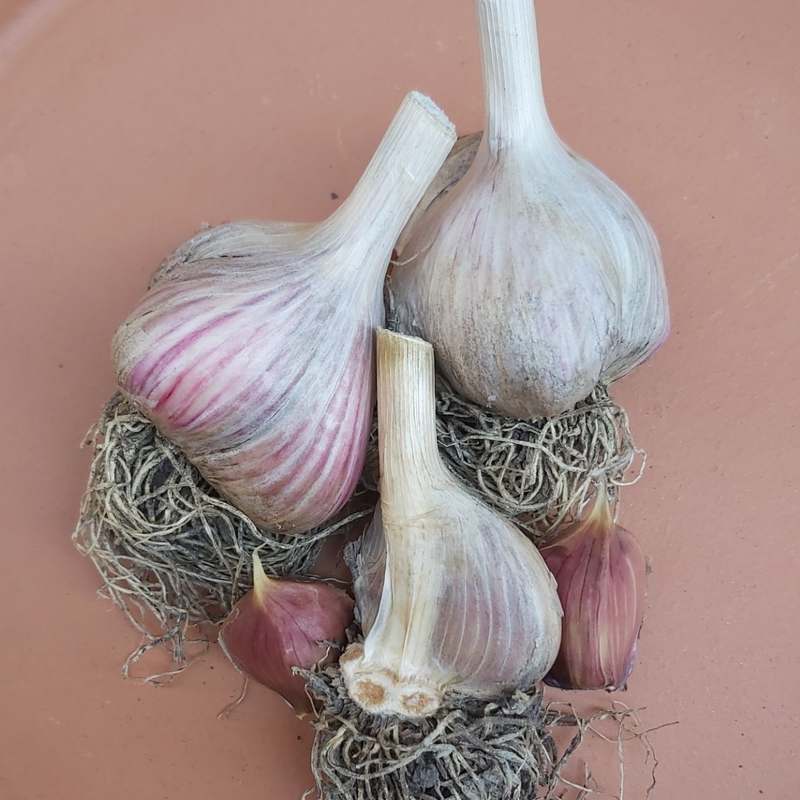 Knoflook 'Taiwan'