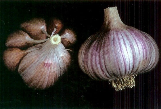 Knoflook 'Thai Fire'