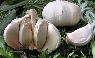 Knoflook 'Transylvanian'