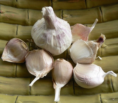 Knoflook 'Thermidrome'