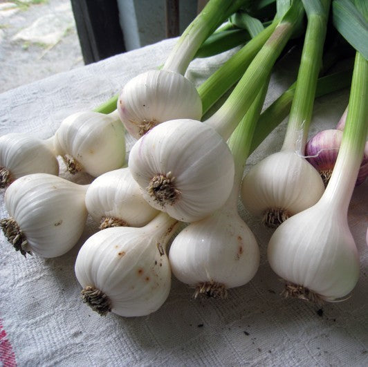 Knoflook 'Thermidrome'