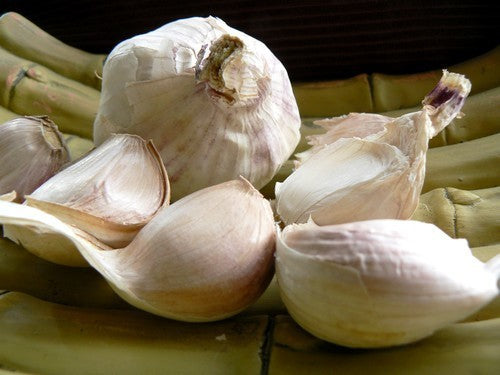 Knoflook 'Thermidrome'
