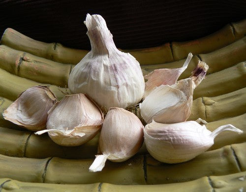 Knoflook 'Thermidrome'
