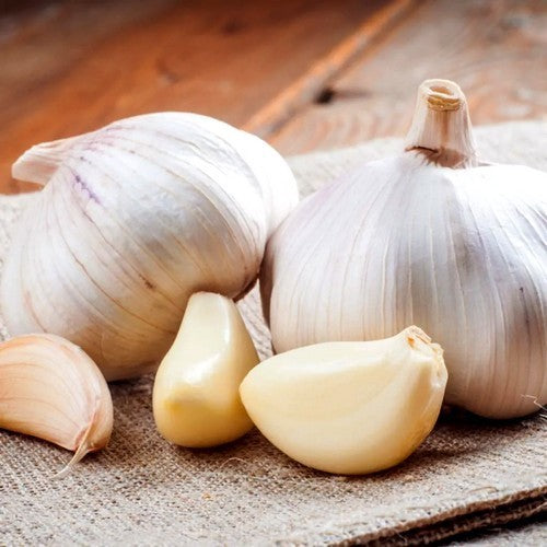 Knoflook 'Therador'