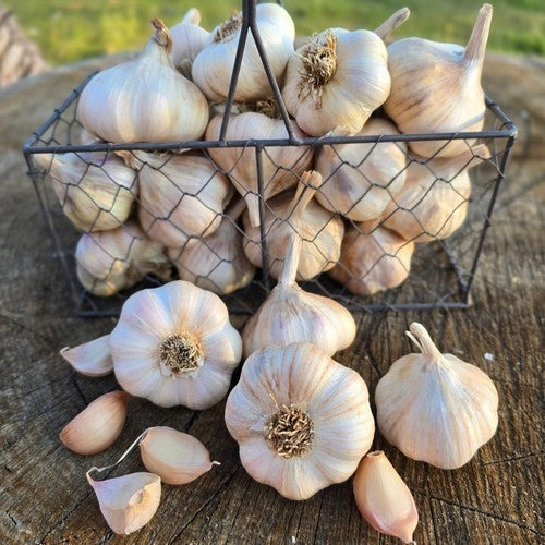 Knoflook 'Therador'