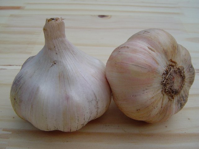 Knoflook 'Vallelado' / 'Valverde'