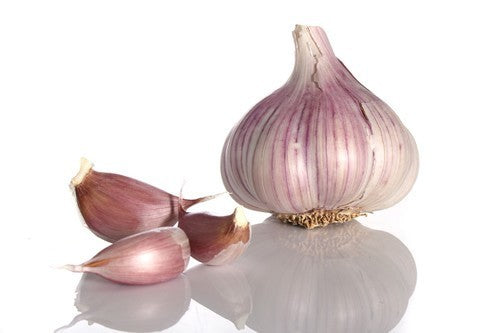 Knoflook 'Violet de Cadours' / 'Germidour'