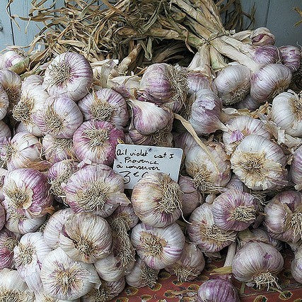 Knoflook 'Violet de Cadours' / 'Germidour'