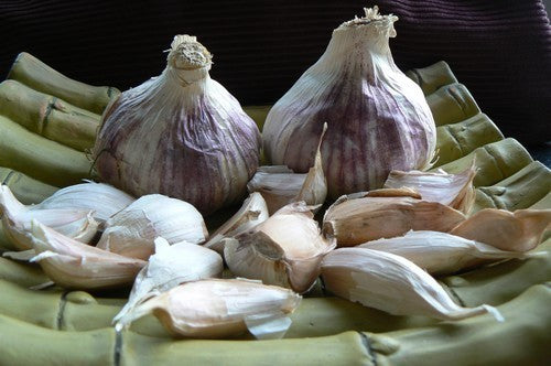 Knoflook 'Violet de Cadours' / 'Germidour'