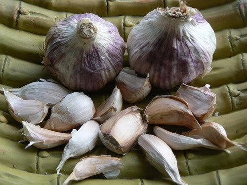 Knoflook 'Violet de Cadours' / 'Germidour'