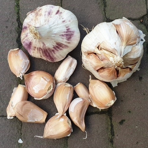 Knoflook 'Violet De Cadours' / 'Germidour'