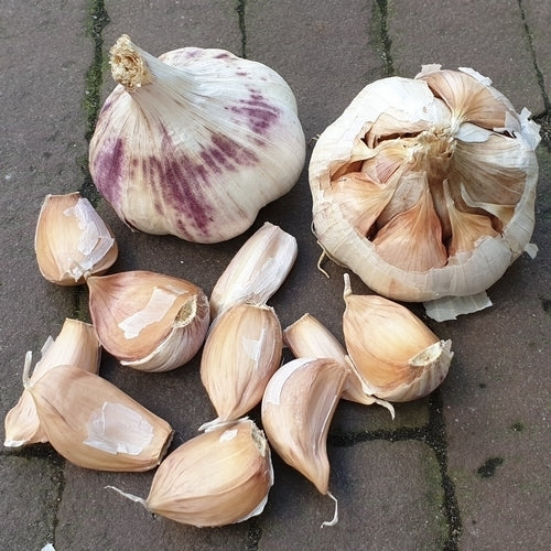Knoflook 'Violet De Cadours' / 'Germidour'