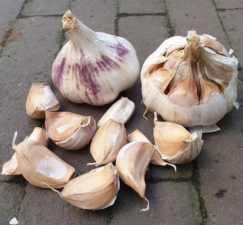 Knoflook 'Violet De Cadours' / 'Germidour'