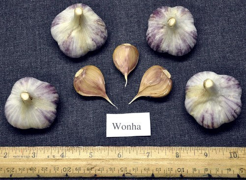 Garlic 'Wonha'