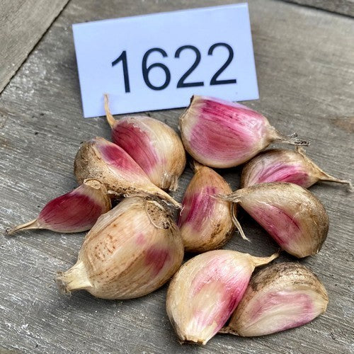 Spiraalknoflook '1622'
