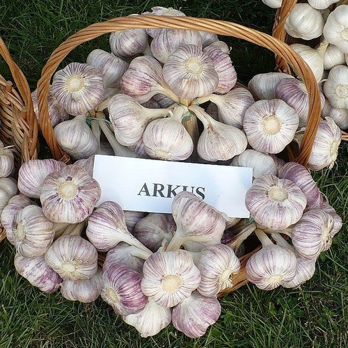Spiral garlic 'Arkus'