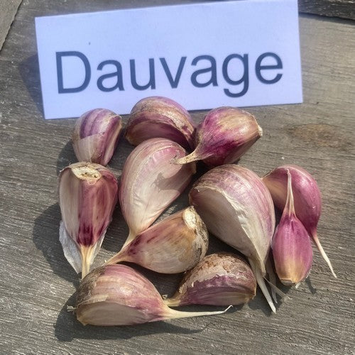 Spiraalknoflook 'Dauvage'