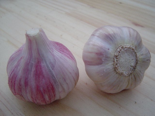 Spiraalknoflook 'Chesnok Red'