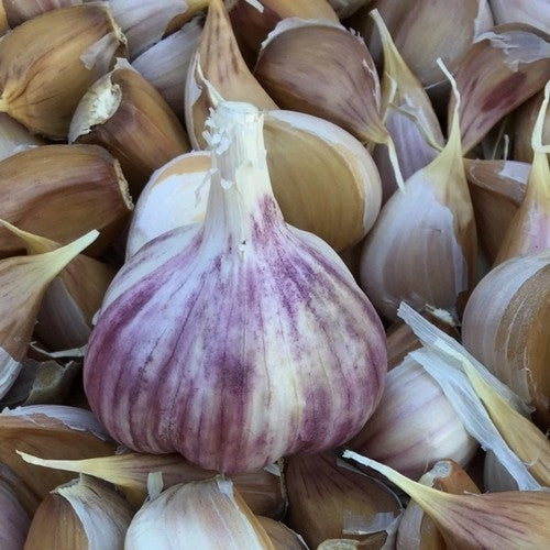 Spiraalknoflook 'Choparski'