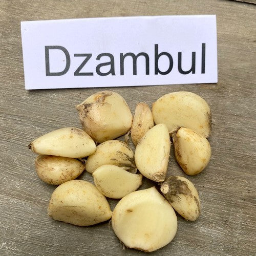 Spiraalknoflook 'Dambul'