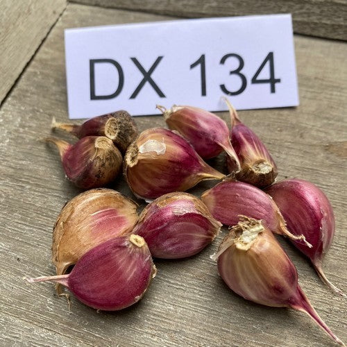 Garlic scapes 'DX 134'