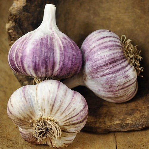 Spiral garlic 'Estonian Red'