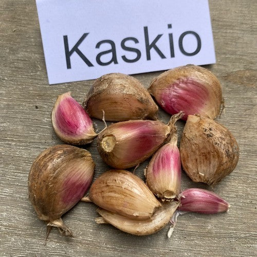 Spiraalknoflook 'Kaskio'